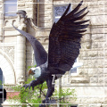 Hot Sale Custom Garman Bronze Flying Eagle Spreading Wings Sculpture